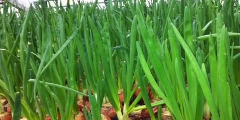 Sadnja luka na pero (na zelje) u stakleniku u proljeće: najbolje sorte, karakteristike rasta, prinos